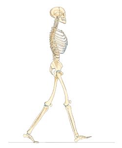 骨の模型で足首捻挫