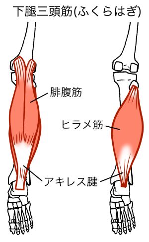 ふくらはぎのコリ２
