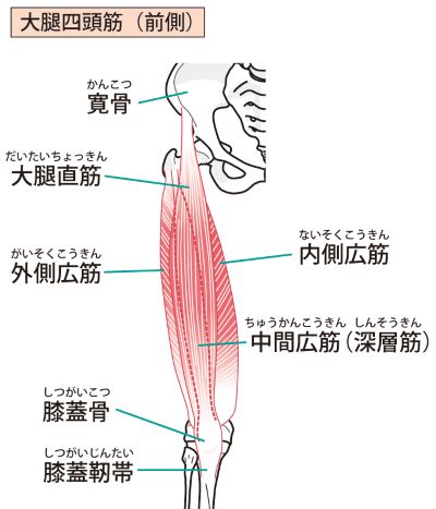 太もものコリ２