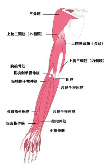 肘こり3