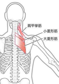 肩こりの解剖図