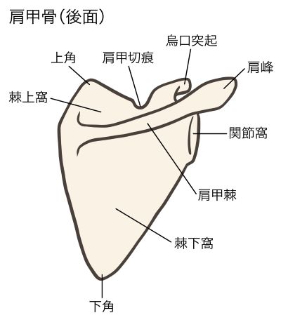 肩甲骨の痛みコリ2