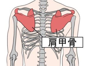 肩甲骨つまり２