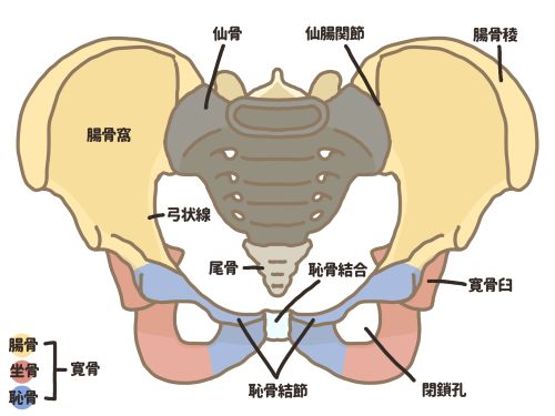 骨盤整体３
