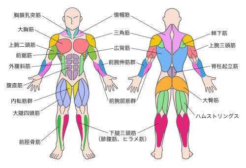 筋肉のこりについて