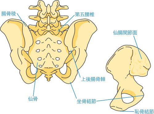 仙腸関節2