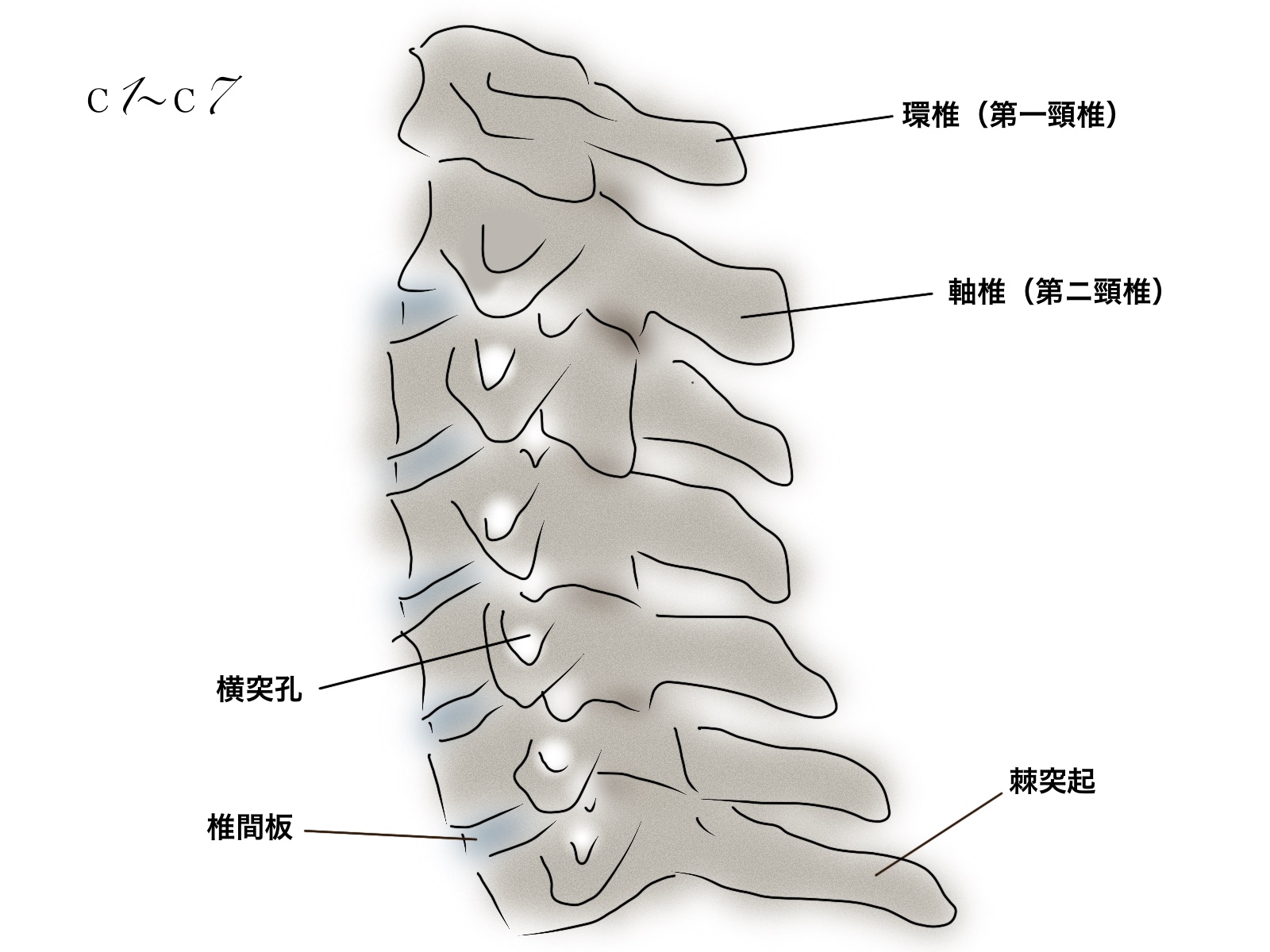 頚椎のイメージ