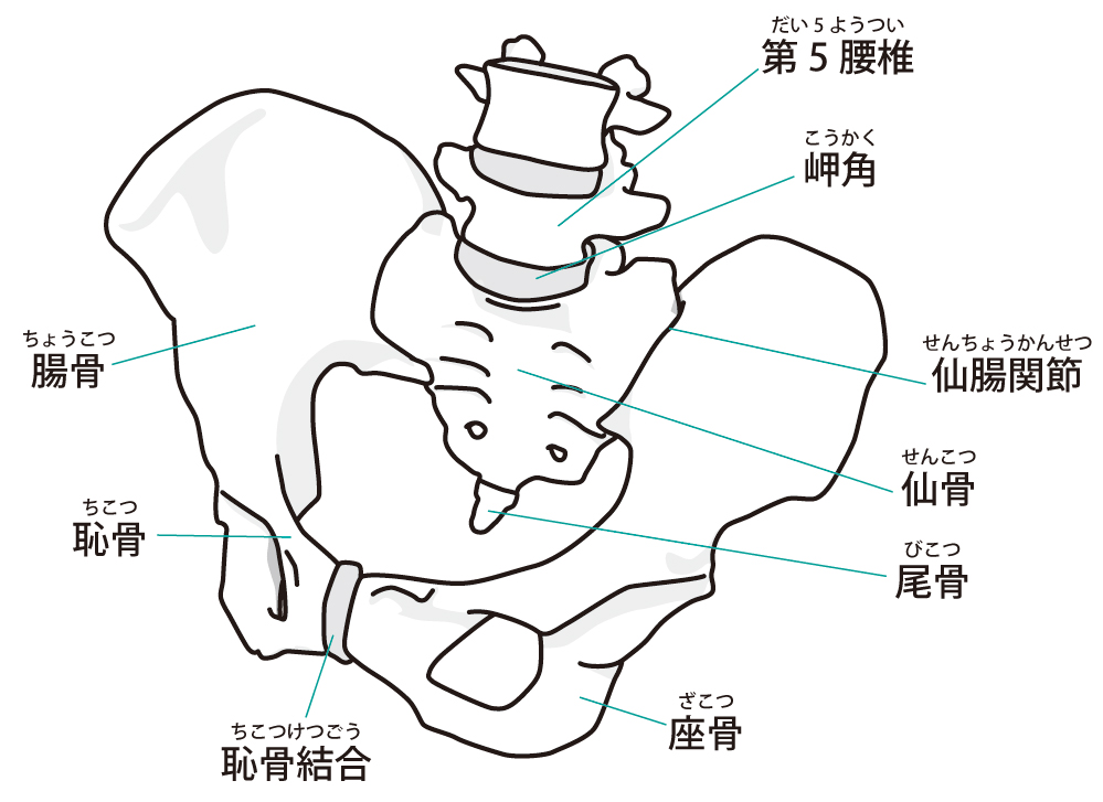 仙腸関節のイメージ